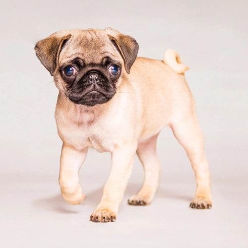 Ein hellbrauner Mops-Welpe mit dunkler Schnauze und großen Augen steht auf einem hellen Studiohintergrund und schaut neugierig.
